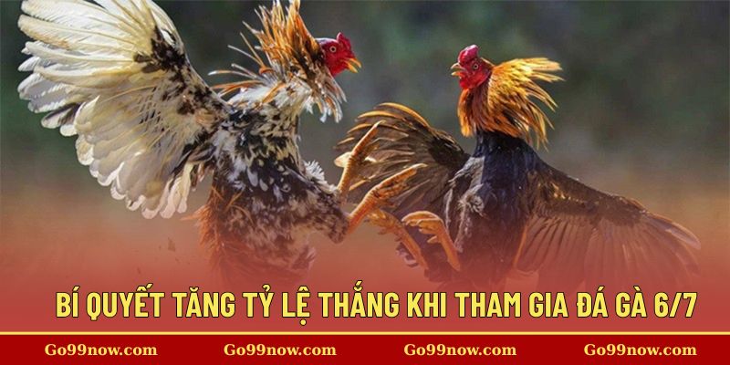 Bí quyết tăng tỷ lệ thắng khi tham gia đá gà tại nhà cái