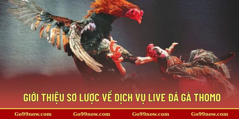 Giới thiệu sơ lược về dịch vụ live đá gà